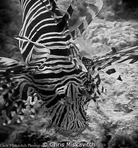 Lion Fish by Chris Miskavitch 